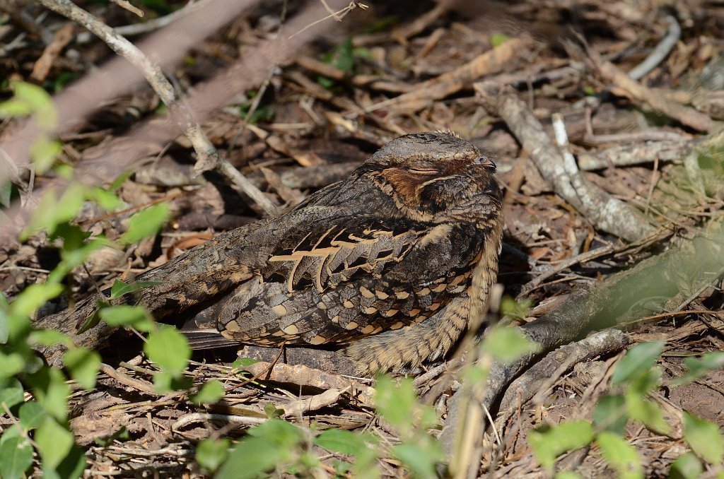 Nighthawk, Common Pauraqua, 2013-01063450 Estero Llano Grande State Park, TX.JPG - Common Pauraque. Estero Llano Grande State Park, TX, 1-6-2013